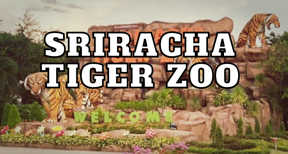 Sriracha-tiger-zoo-bangkok